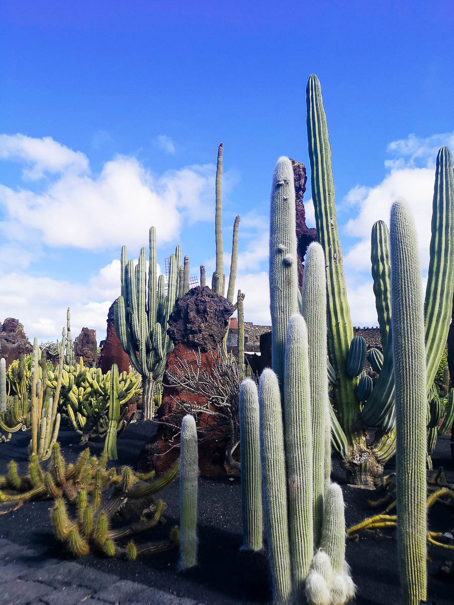 El Jardín de Cactus