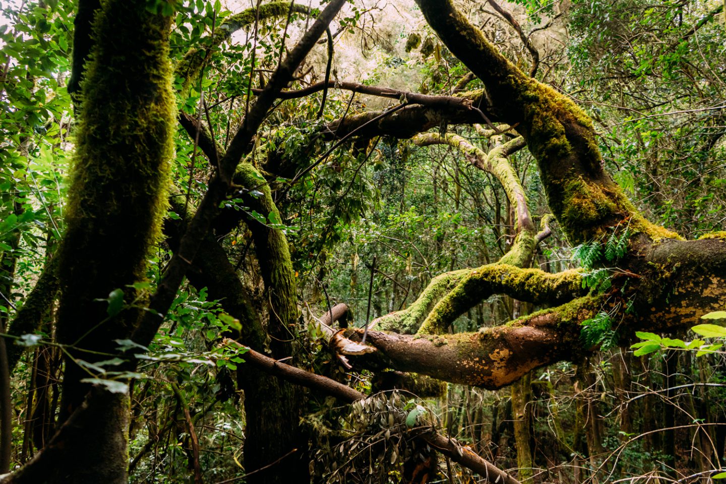 5 rutas para disfrutar de la naturaleza en La Gomera