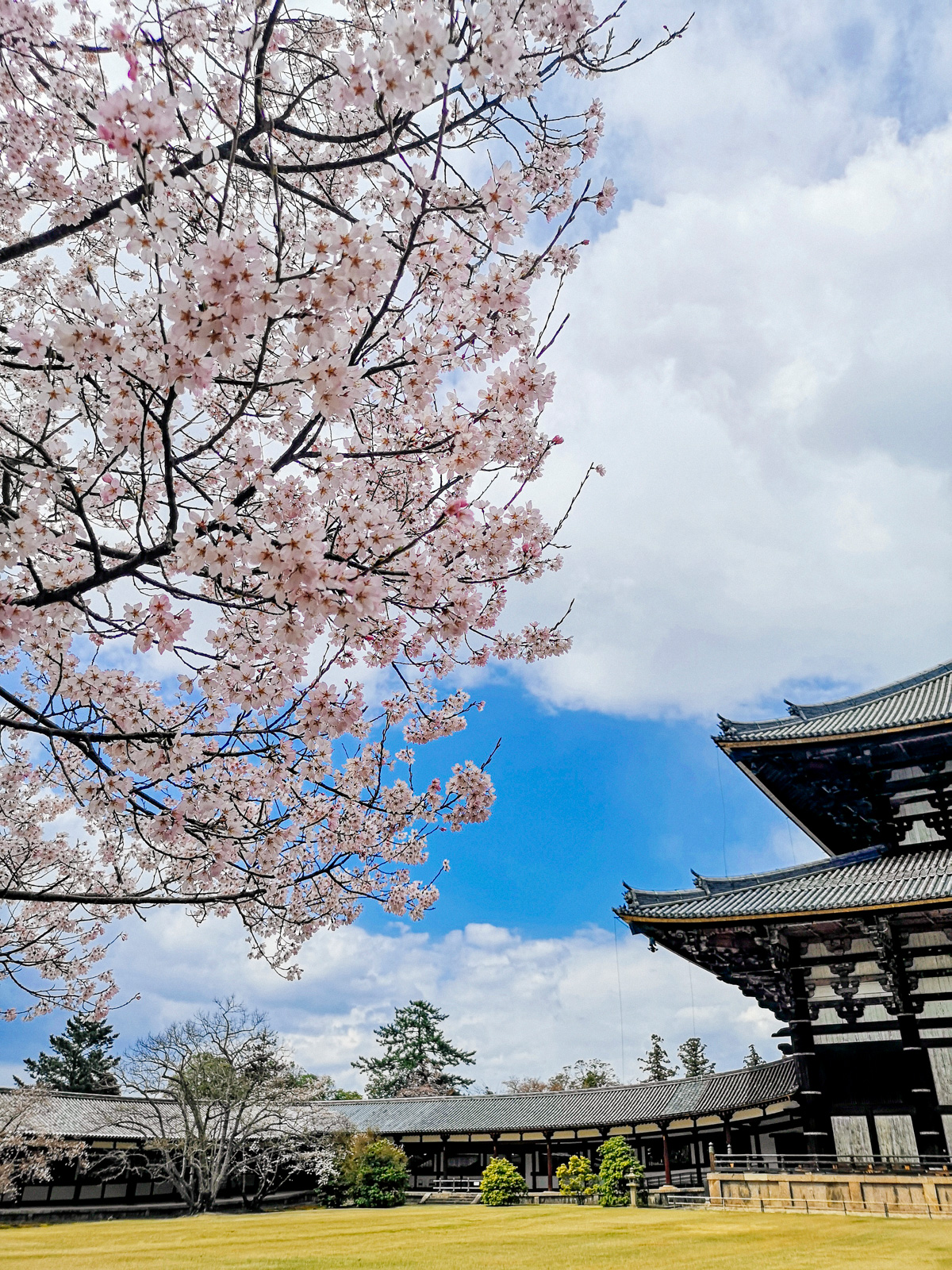 Descubre la primavera en Japón