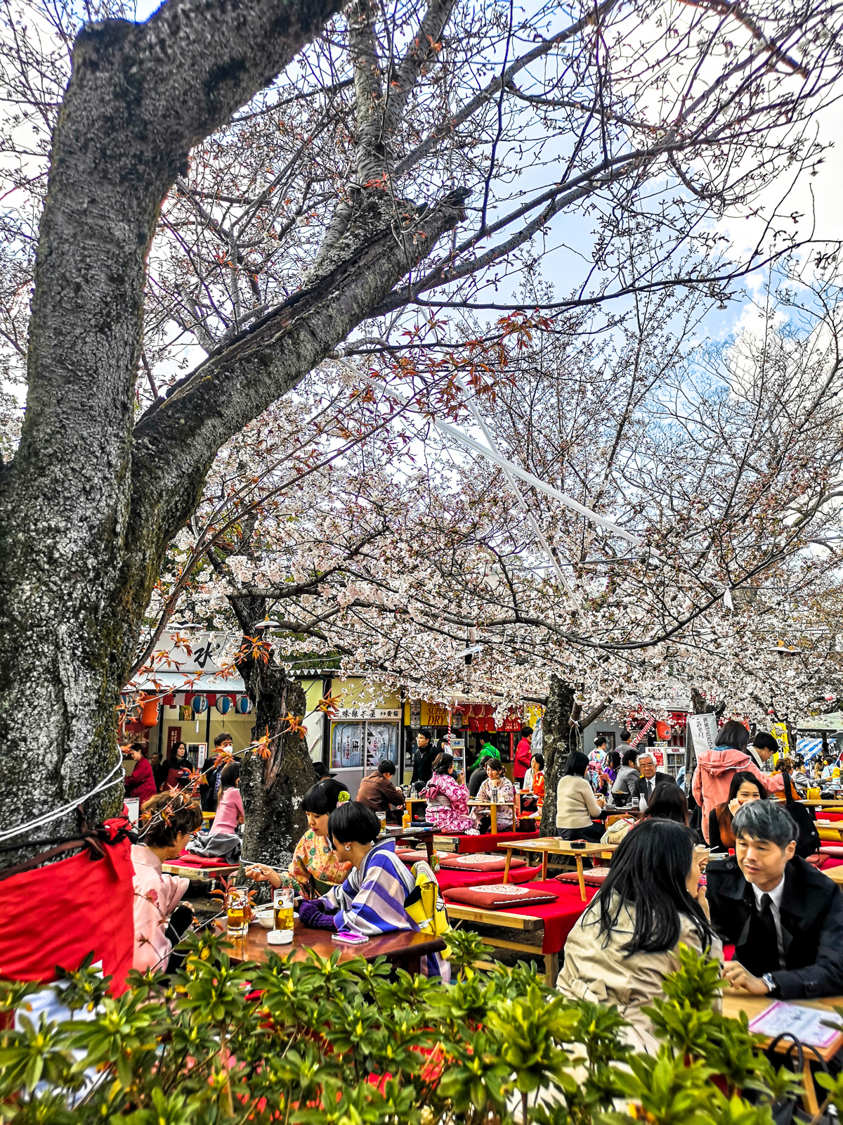 Japón en primavera