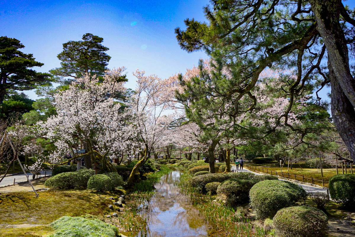Sakura en Kanazawa